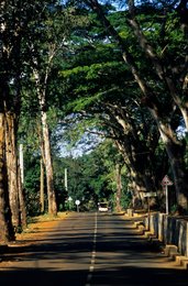 Arbres;-Archipel-des-Comores;-France;-Kaleidos;-Kaleidos-images;-La-parole-à-limage;-Laurent-Abad;-Mayotte;-Océan-Indien;-Panneaux;-Perspective;-Route;-Stories-Pictures;-Végétation;-Voûte-végétale